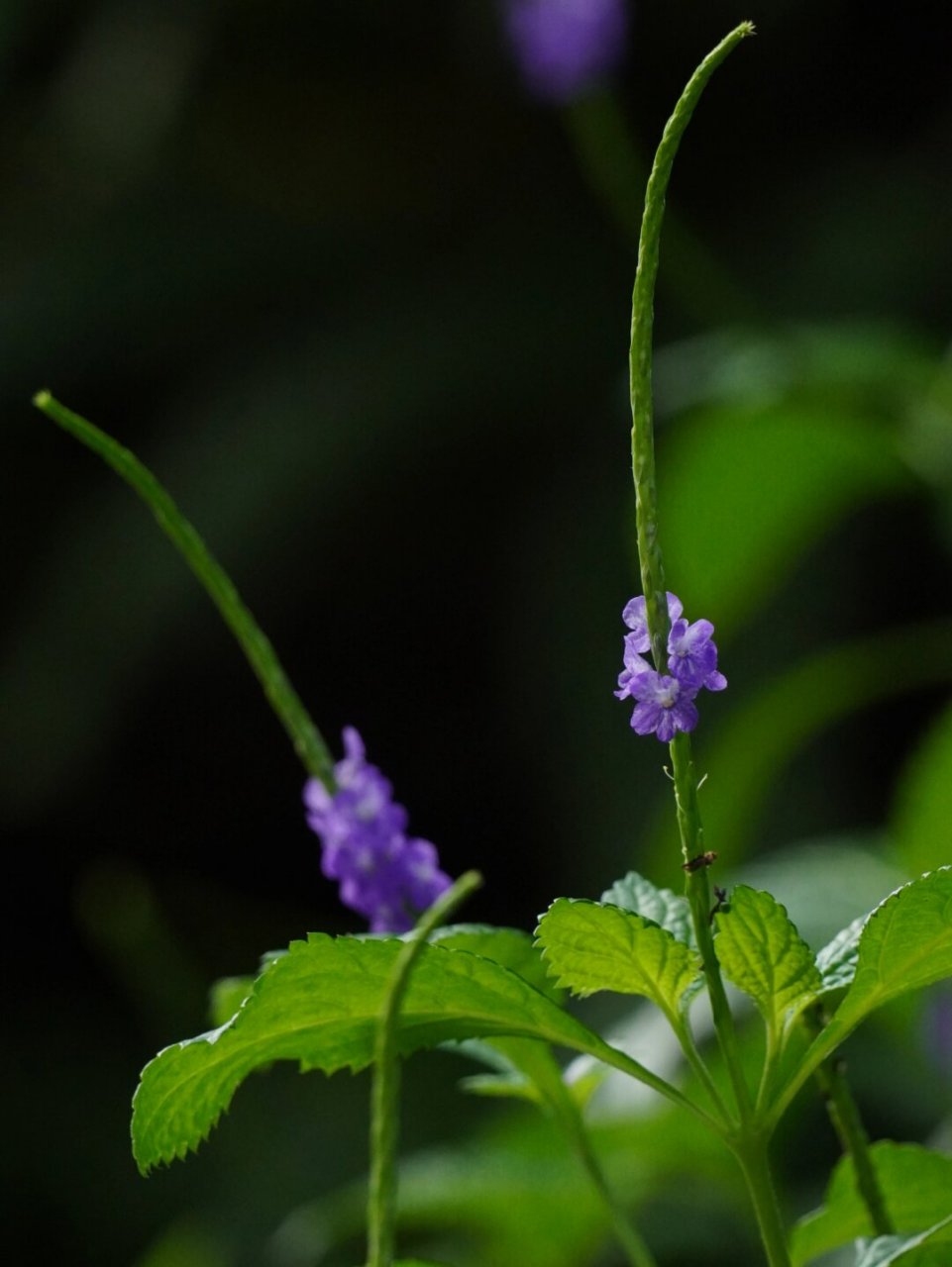 植物笔记假马鞭  假马鞭,属于马鞭草科假马鞭属的一种植物,它的名字