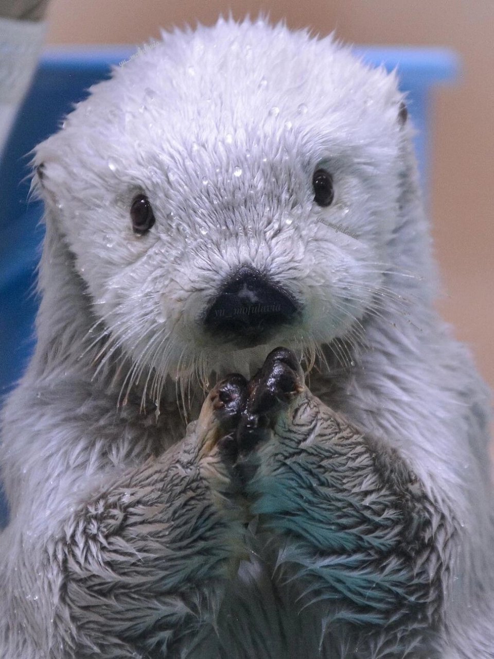 ⭐️名称:海獭  海獭,那个在水面上优雅漂浮,以海洋为家的神秘