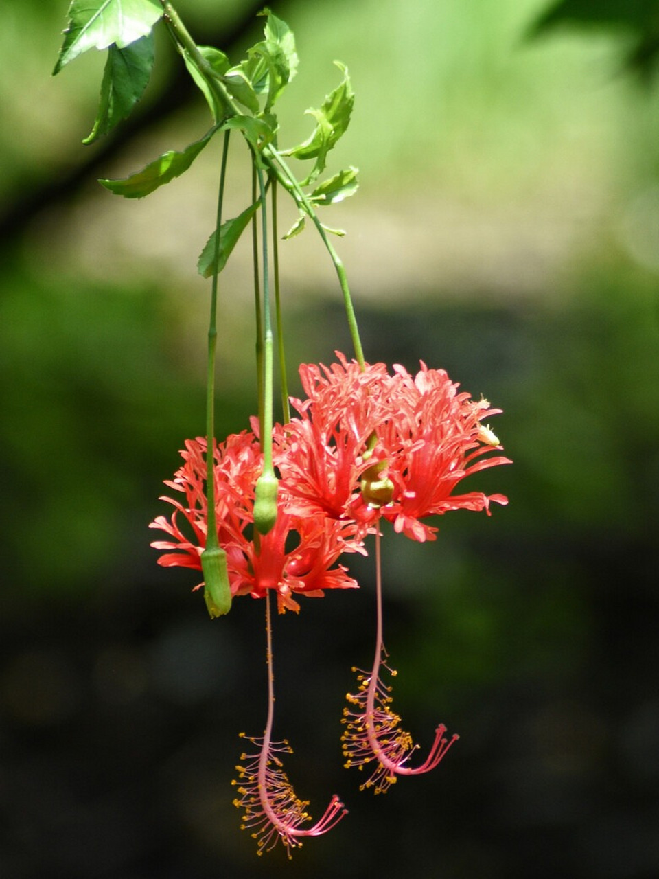 每日识花吊灯扶桑  植物百科  吊灯扶桑,学名hibiscus schizopetalus