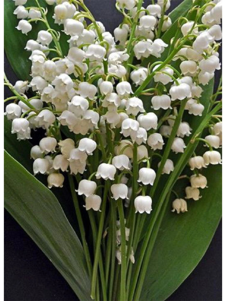 花名分享铃兰  铃兰,又称山谷百合,风铃草,是一种多年生草本植物,属于