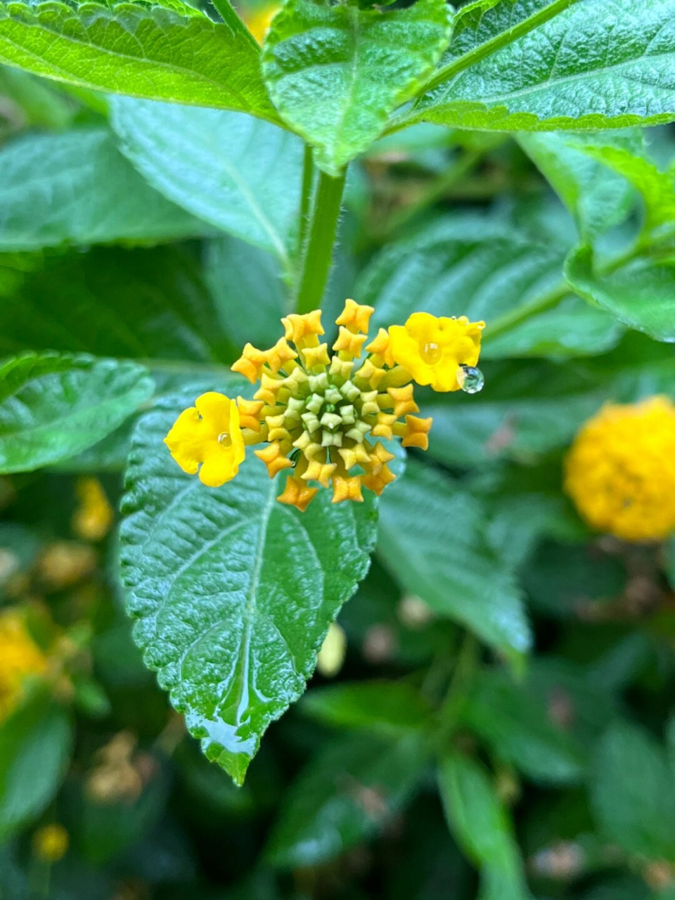 黄马缨丹  黄马缨丹,同蔓马缨丹,马缨丹一样,属于马鞭草科的马缨丹属