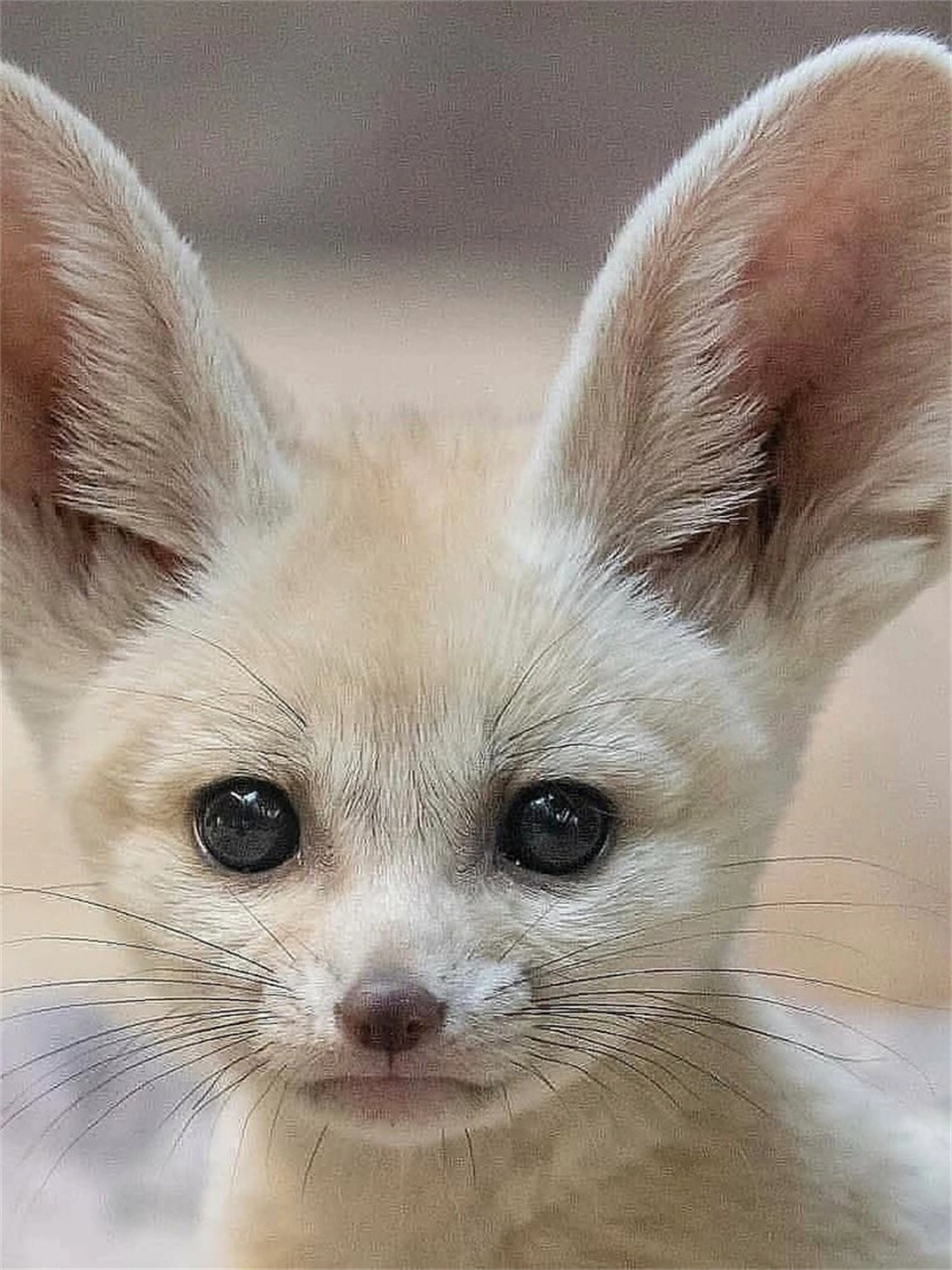 可爱是我的错吗  耳廓狐,又被称为fennec fox,是一种生活在北非和亚洲