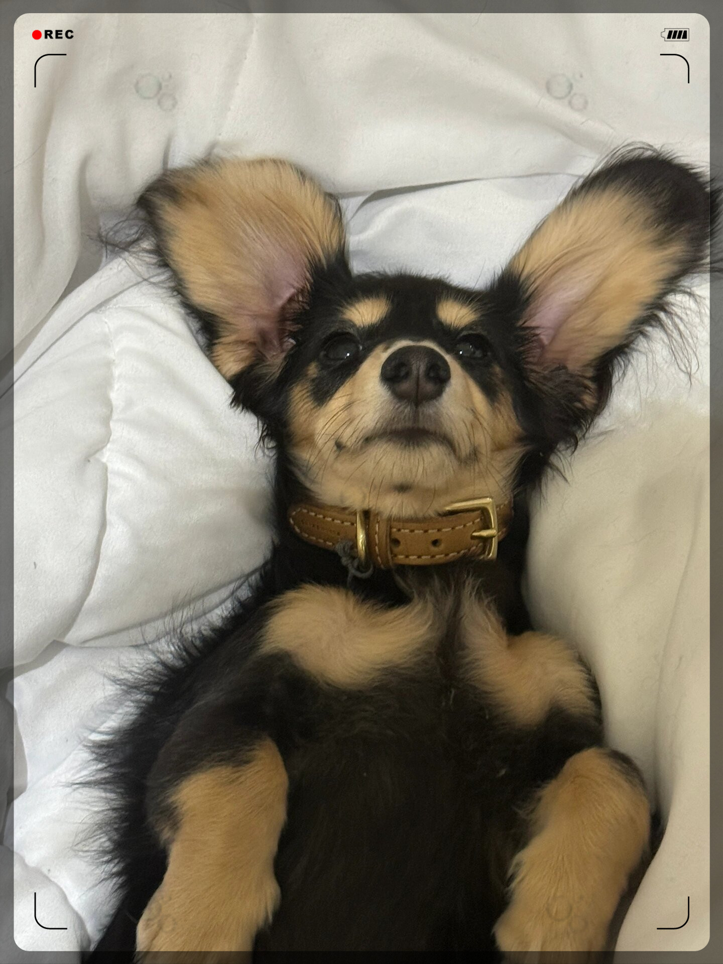 这个话题也不禁引发了人们对长毛腊肠与小狗的大耳朵狗叫什么长耳朵