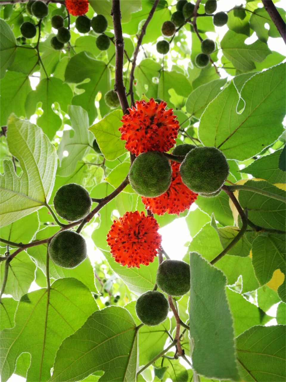 每天认识一种花构树  构树,学名broussonetia papyrifera,是落叶乔木