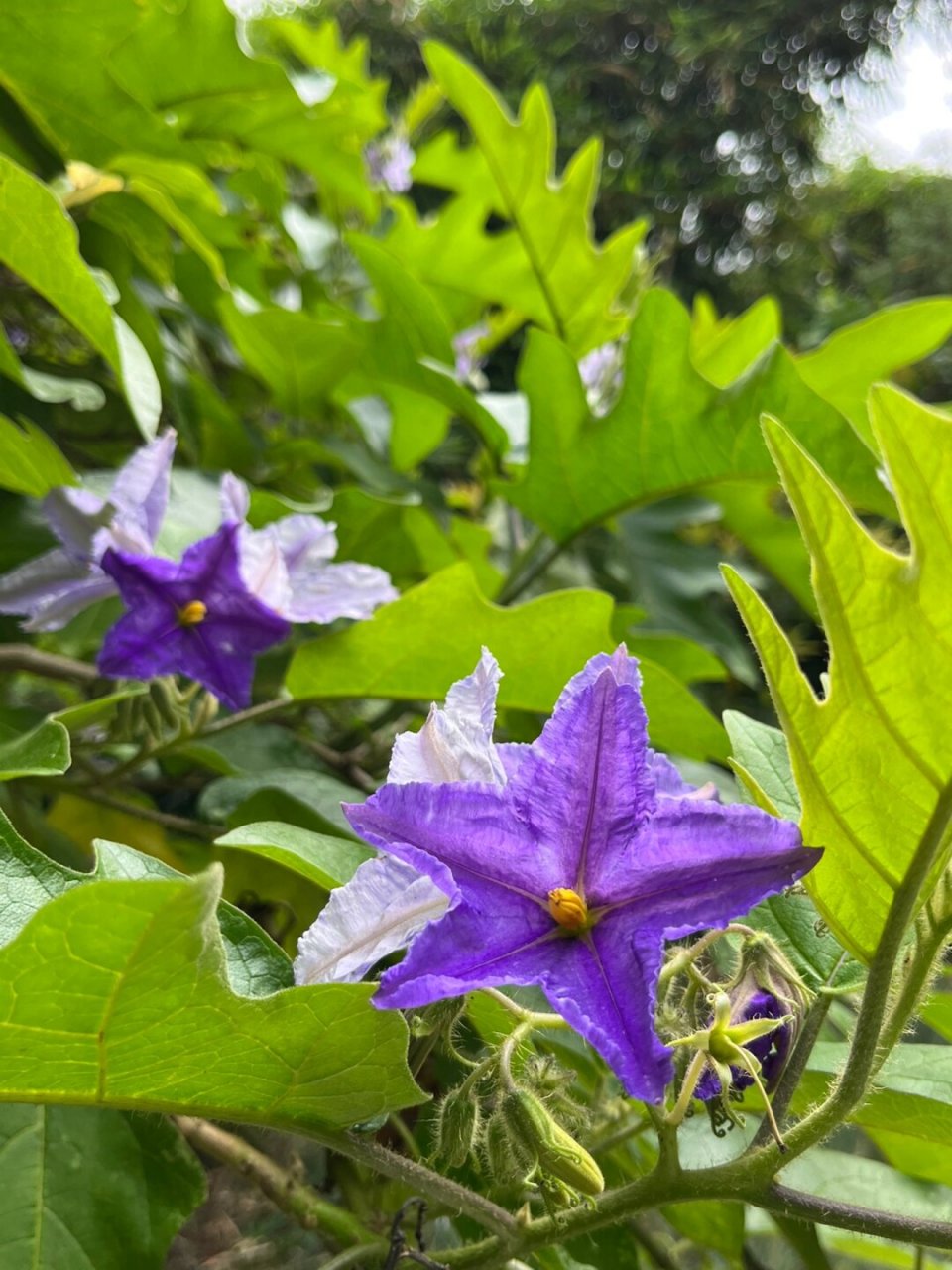 福州植物打标热烈奔放的大花茄  基本情况  【学名】 solanum wright