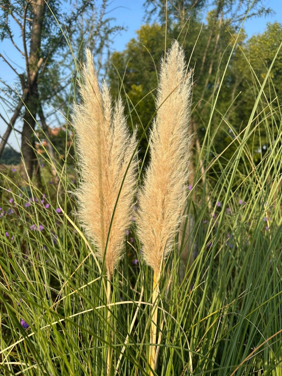 每天认识一种身边常见植物蒲苇  蒲苇,这个充满诗意的名字,曾经在古代