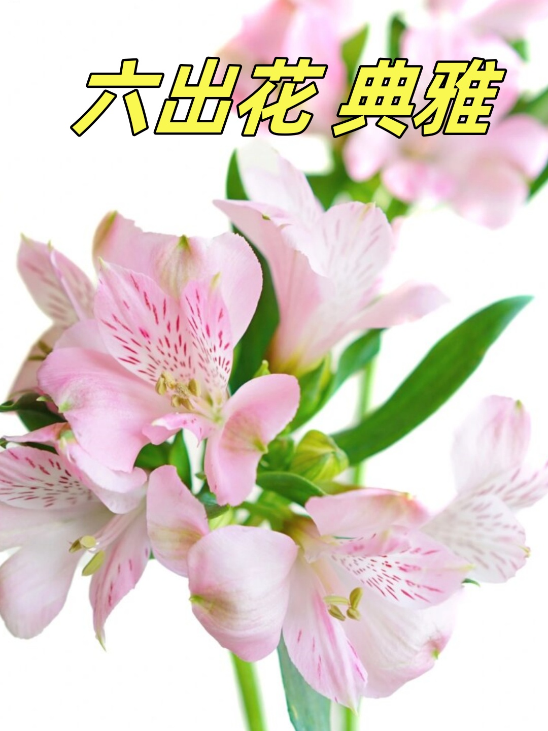 它属于植物界被子植物门木兰纲百合目六出花科六出花属