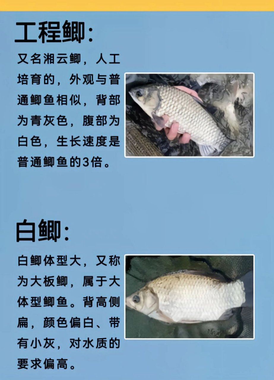 鲫鱼的种类,你钓到的哪个品种的鲫鱼  鲫鱼是一种广泛分布在全球的
