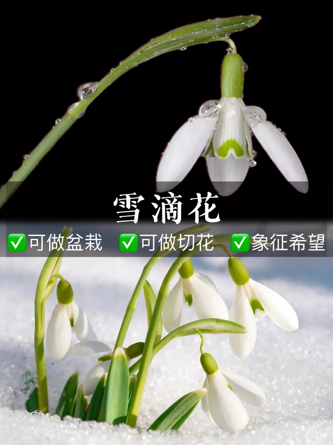 当我看到雪滴花时,我立刻被它的美丽所吸引