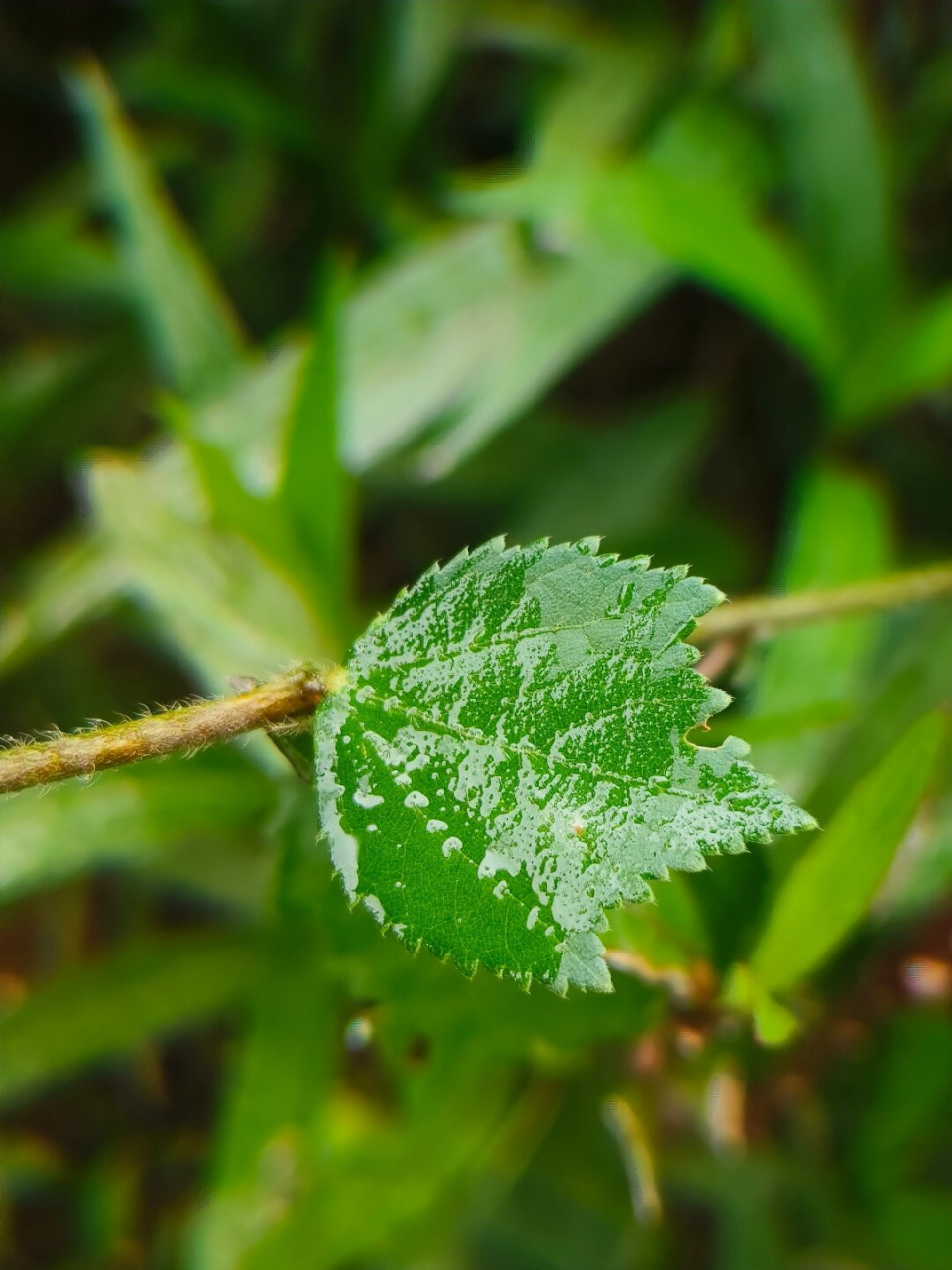 刺蒴麻的嫩枝被灰褐色短茸毛,叶纸质,生于茎下部的呈阔卵圆形,基部