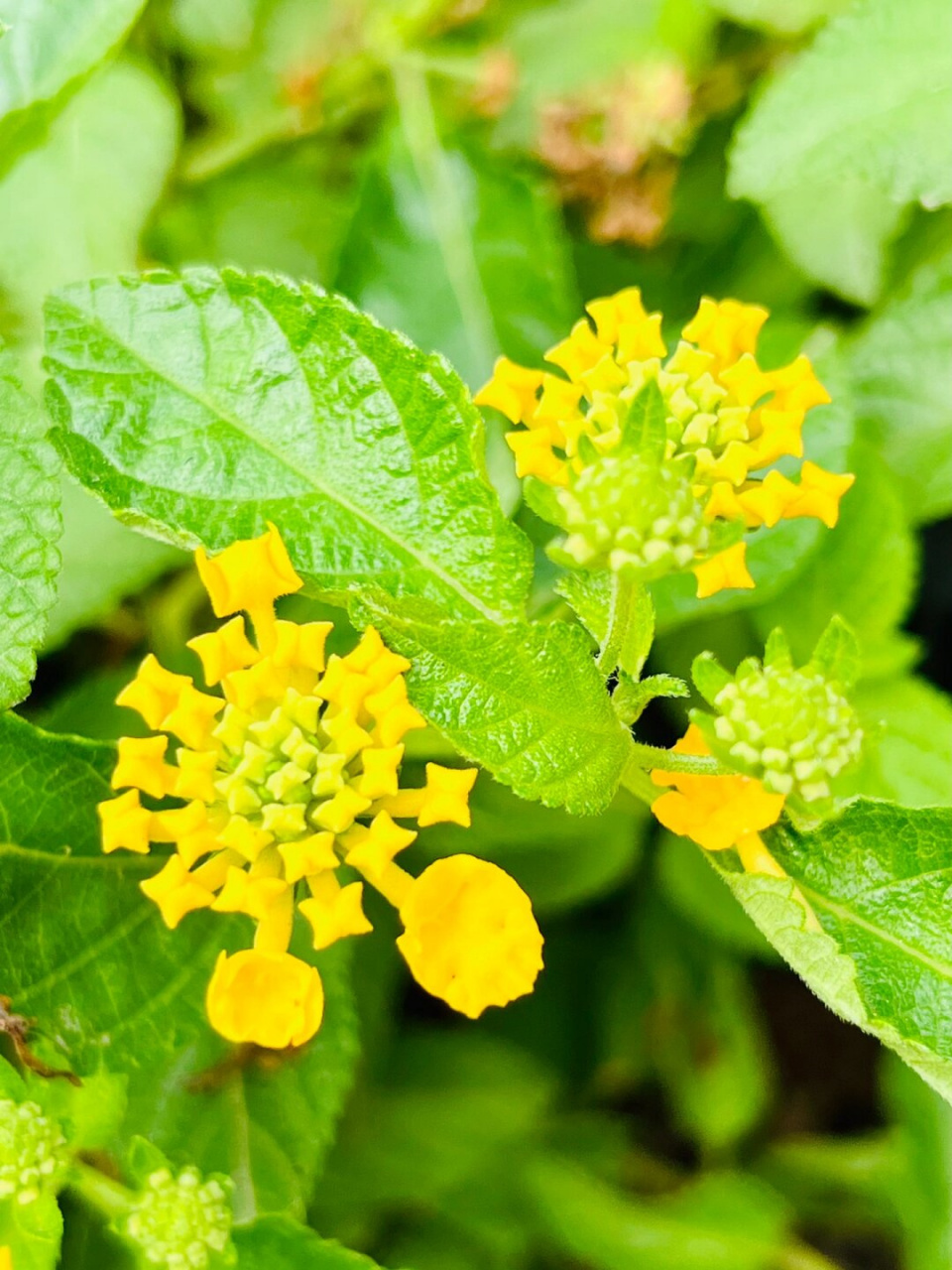 黄马缨丹  黄马缨丹,同蔓马缨丹,马缨丹一样,属于马鞭草科的马缨丹属