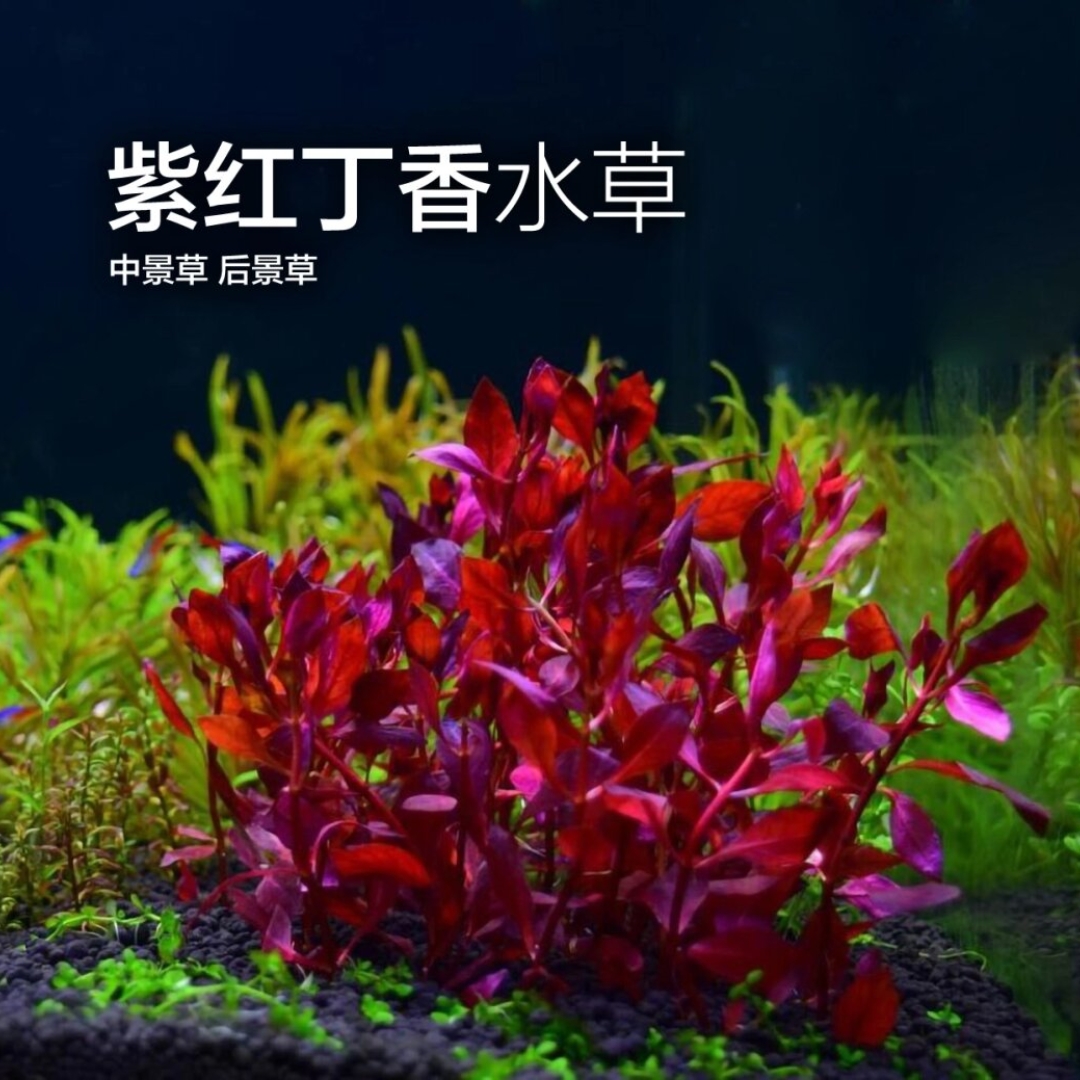 紫红丁香水草 紫红丁香水草.@娇惜老师分享的动态