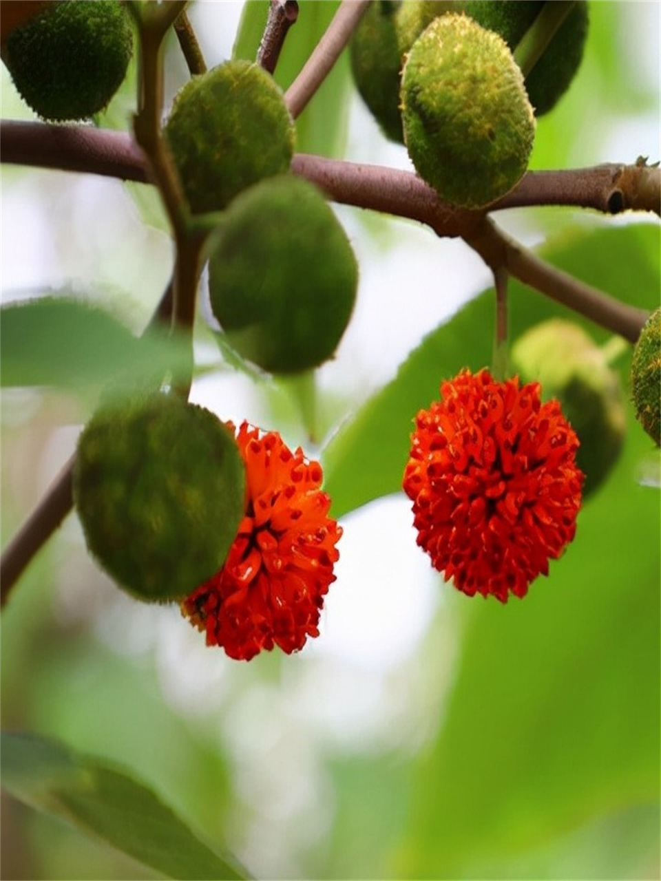 构树花能吃吗图片