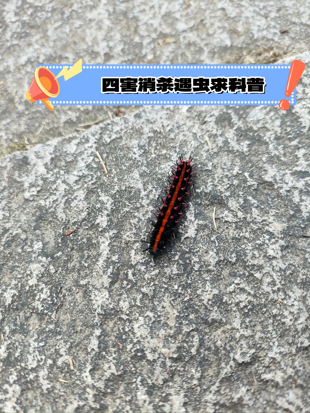 那明亮的色彩犹如一道彩虹般绚丽让人无法移开视线