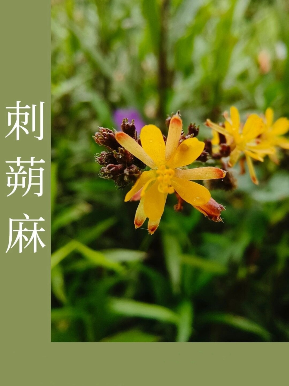 刺蒴麻的嫩枝被灰褐色短茸毛,叶纸质,生于茎下部的呈阔卵圆形,基部