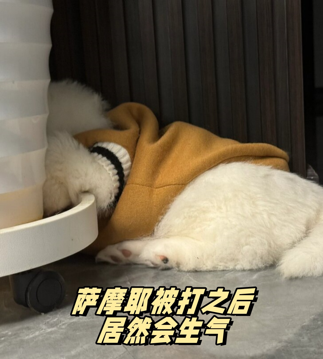 然而,这种惩罚可能导致狗狗感到不满和生气,它可能会躲到角落里,甚至