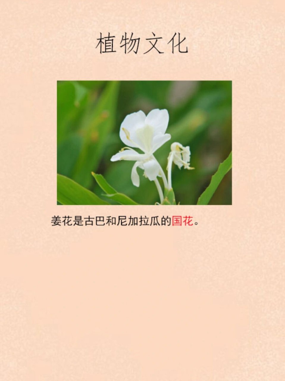 每天认识一种花   每天认识一种花 love floiwers a