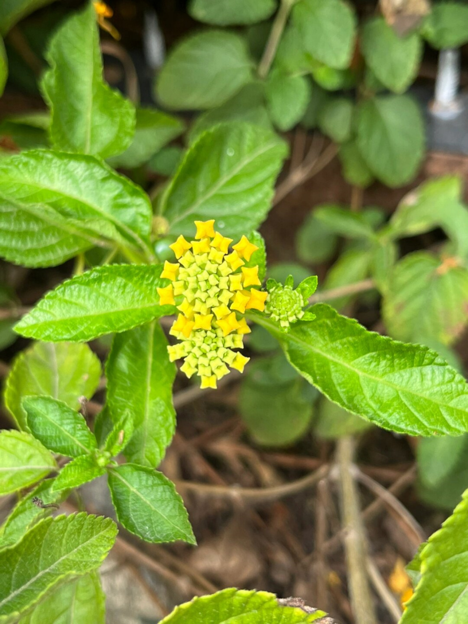 黄马缨丹  黄马缨丹,同蔓马缨丹,马缨丹一样,属于马鞭草科的马缨丹属