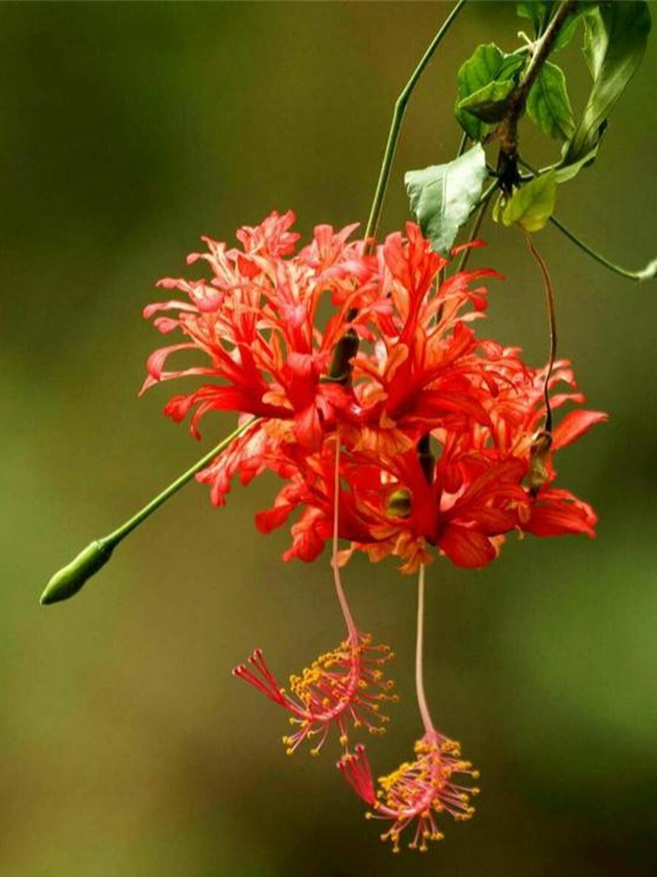 每日识花吊灯扶桑  植物百科  吊灯扶桑,学名hibiscus schizopetalus