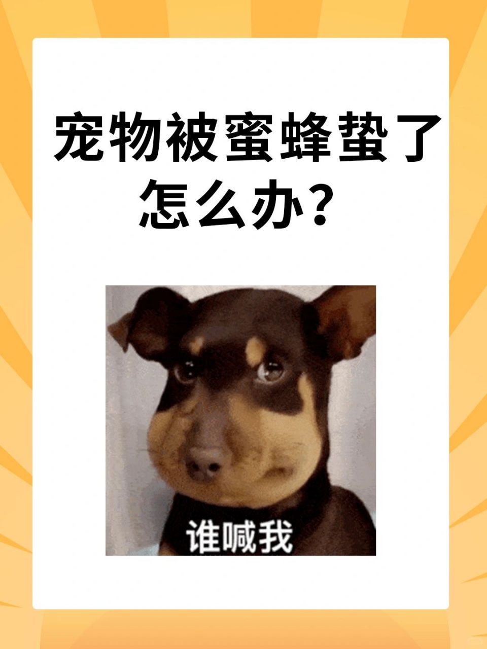 我的毛孩子被蜜蜂蛰了,看着它那又可爱有可怜的样子我真是心疼死了.