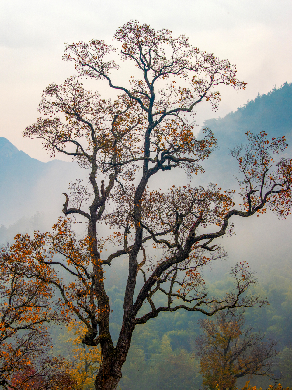 乌桕树|我愿称它为秋天的绝色  秋天的画卷中,金黄无疑是主色调,白桦