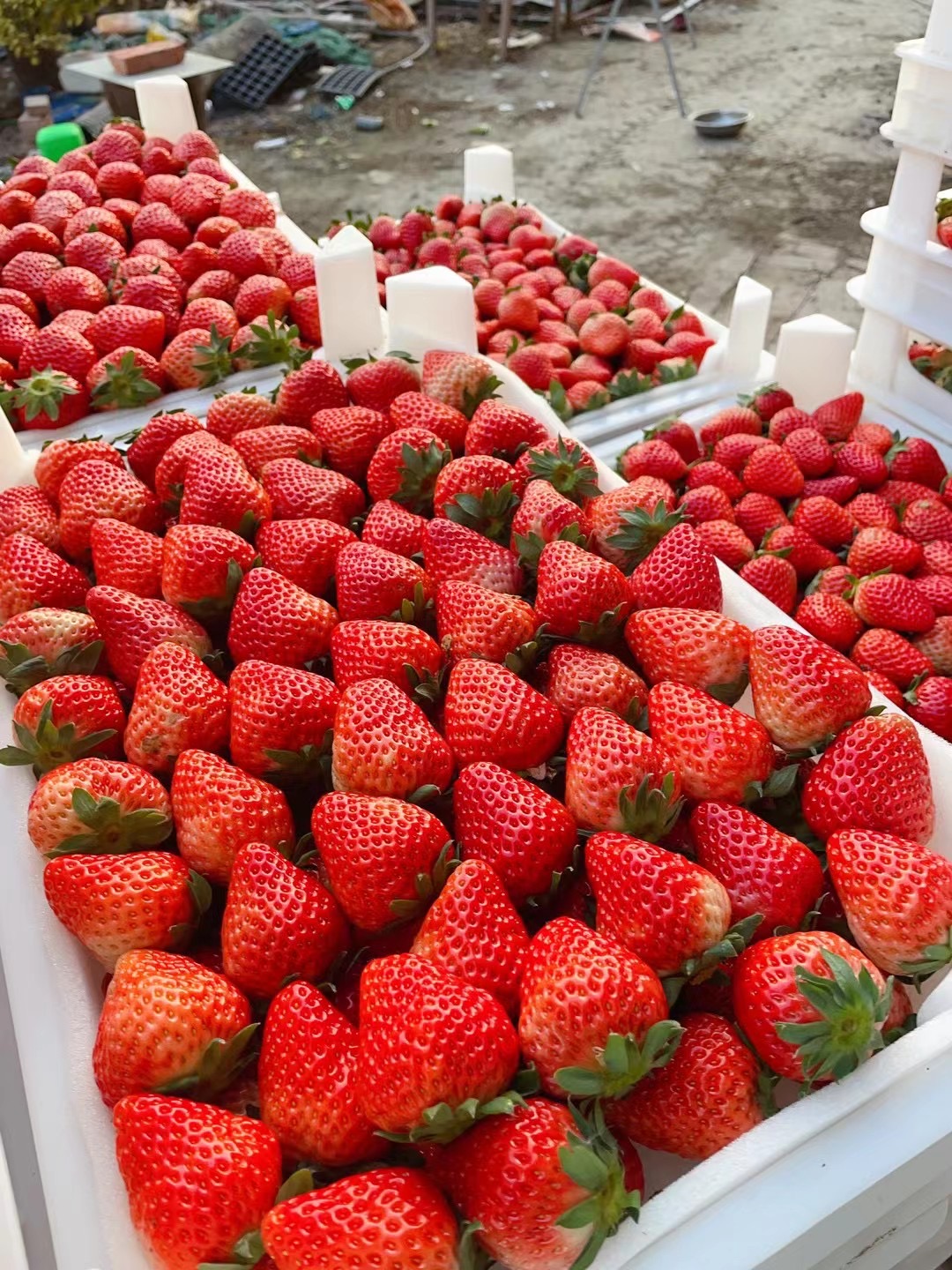 「供」长丰红颜草莓专业代办收草莓的老板可以联系我18356049782