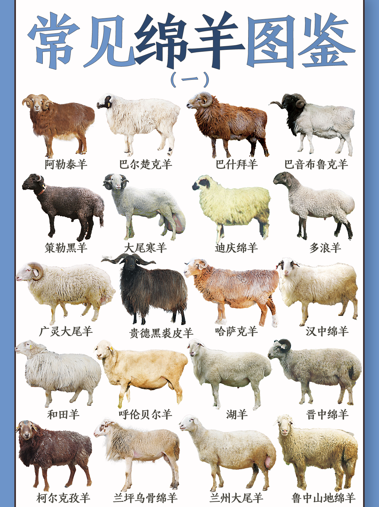 一篇了解69种绵羊,看看你想养哪一种