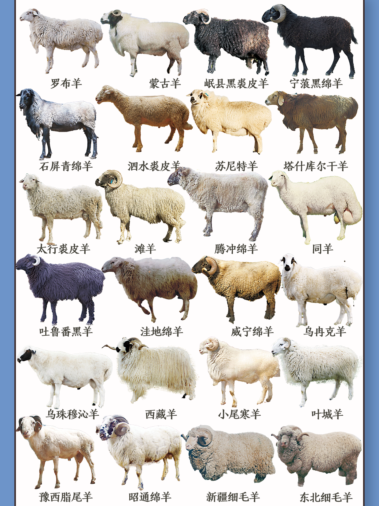 一篇了解69种绵羊,看看你想养哪一种