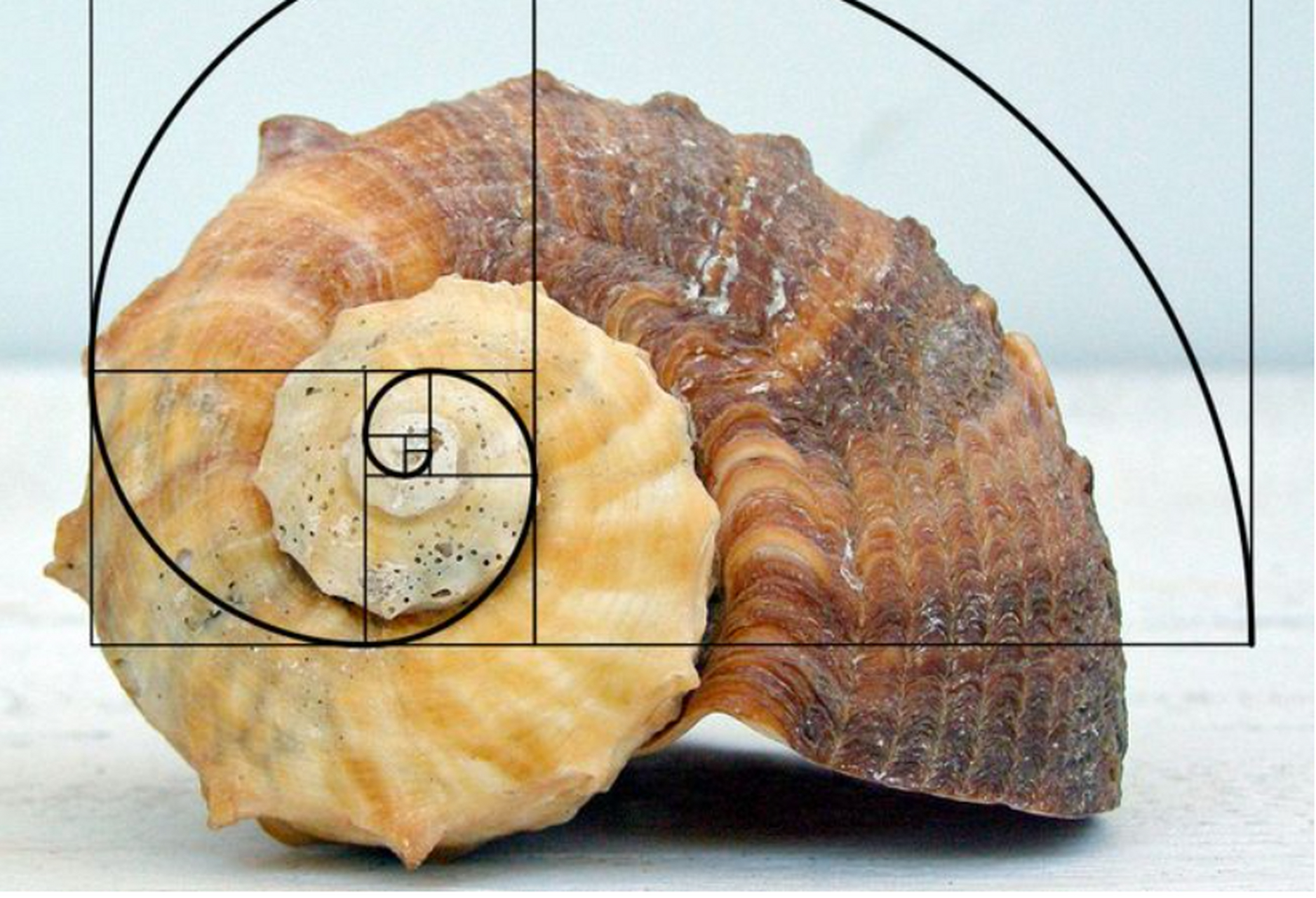 黄金分割律是一种无理数,具有特殊性质,在自然界,艺术,建筑,金融等