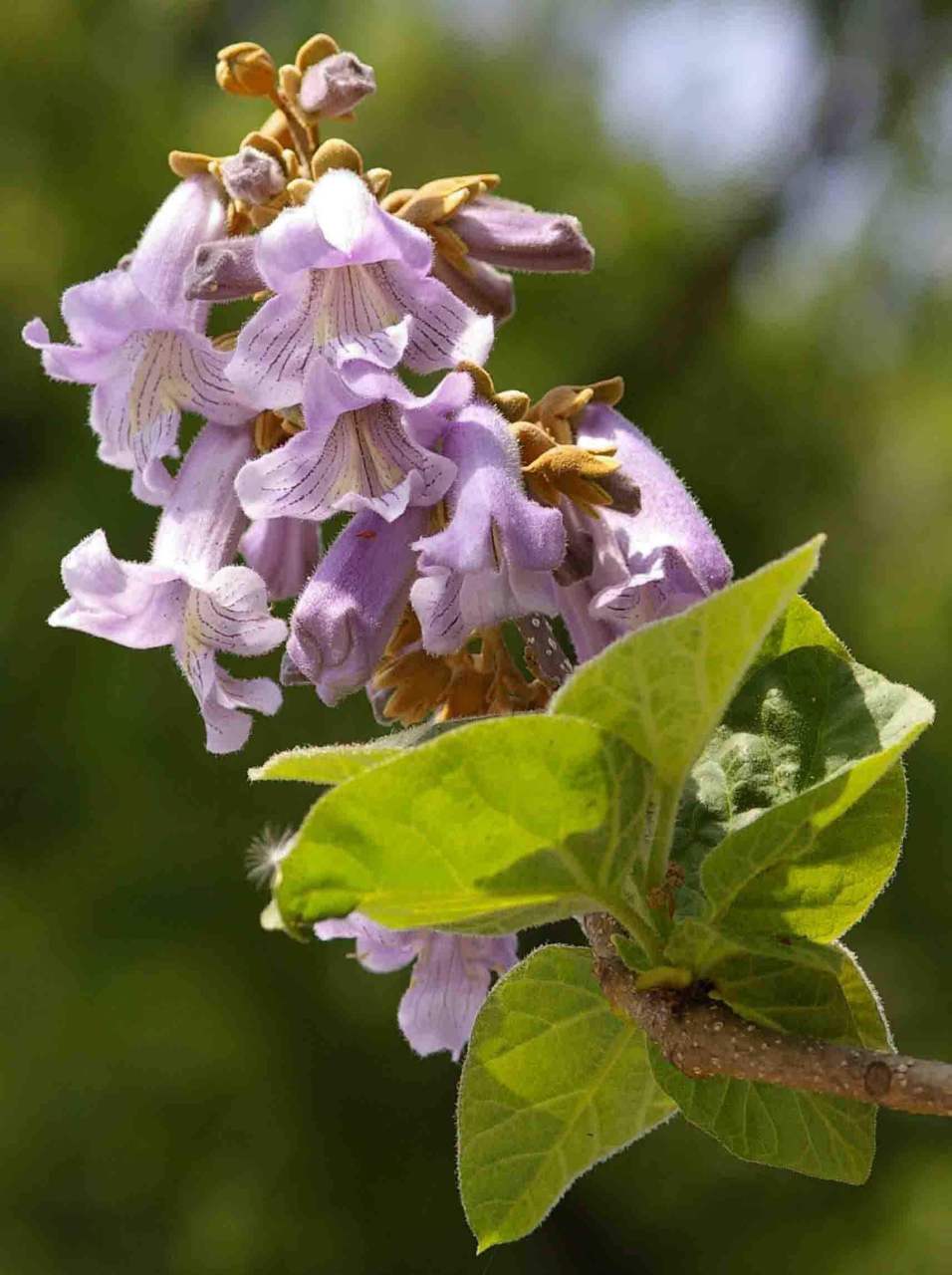 分享一组梧桐花,愿你我的来年有凤来仪.