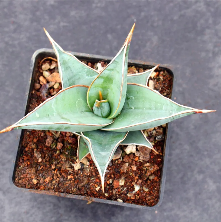 步行者虎皮兰怎么养