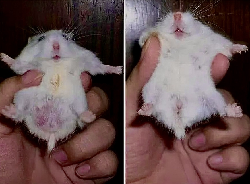 仓鼠性别鉴定:公母区分有诀窍,你也能成为小专家!