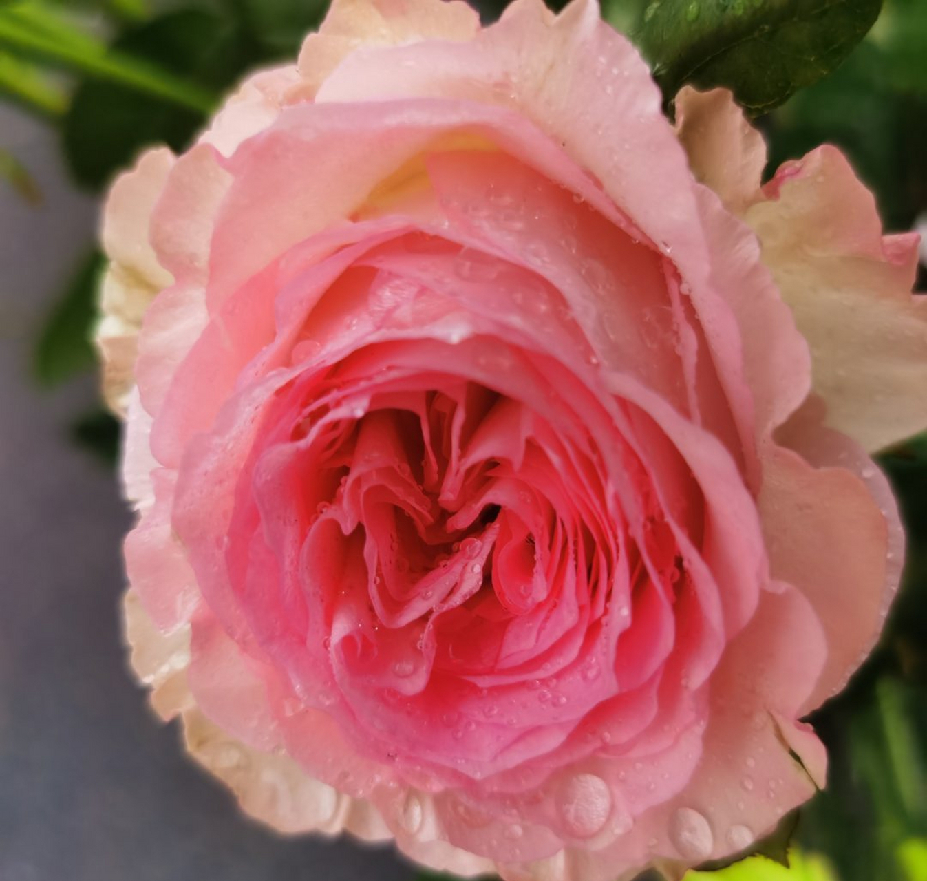 分享花花949694969496959595 香槟色的月季花是