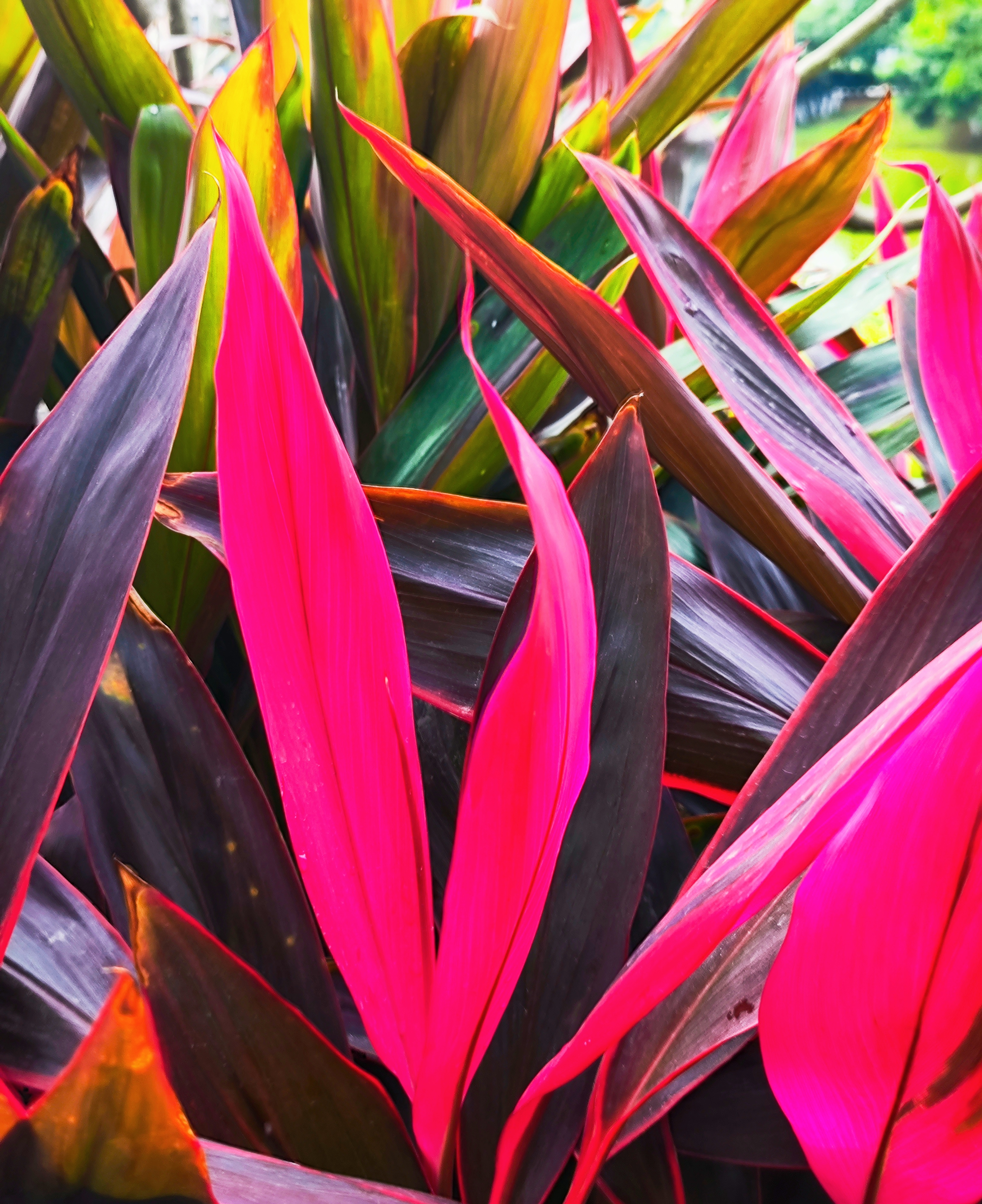 记录我的城市吧#  比花还美的红朱蕉 红朱焦多彩华丽的叶片,令人叹为