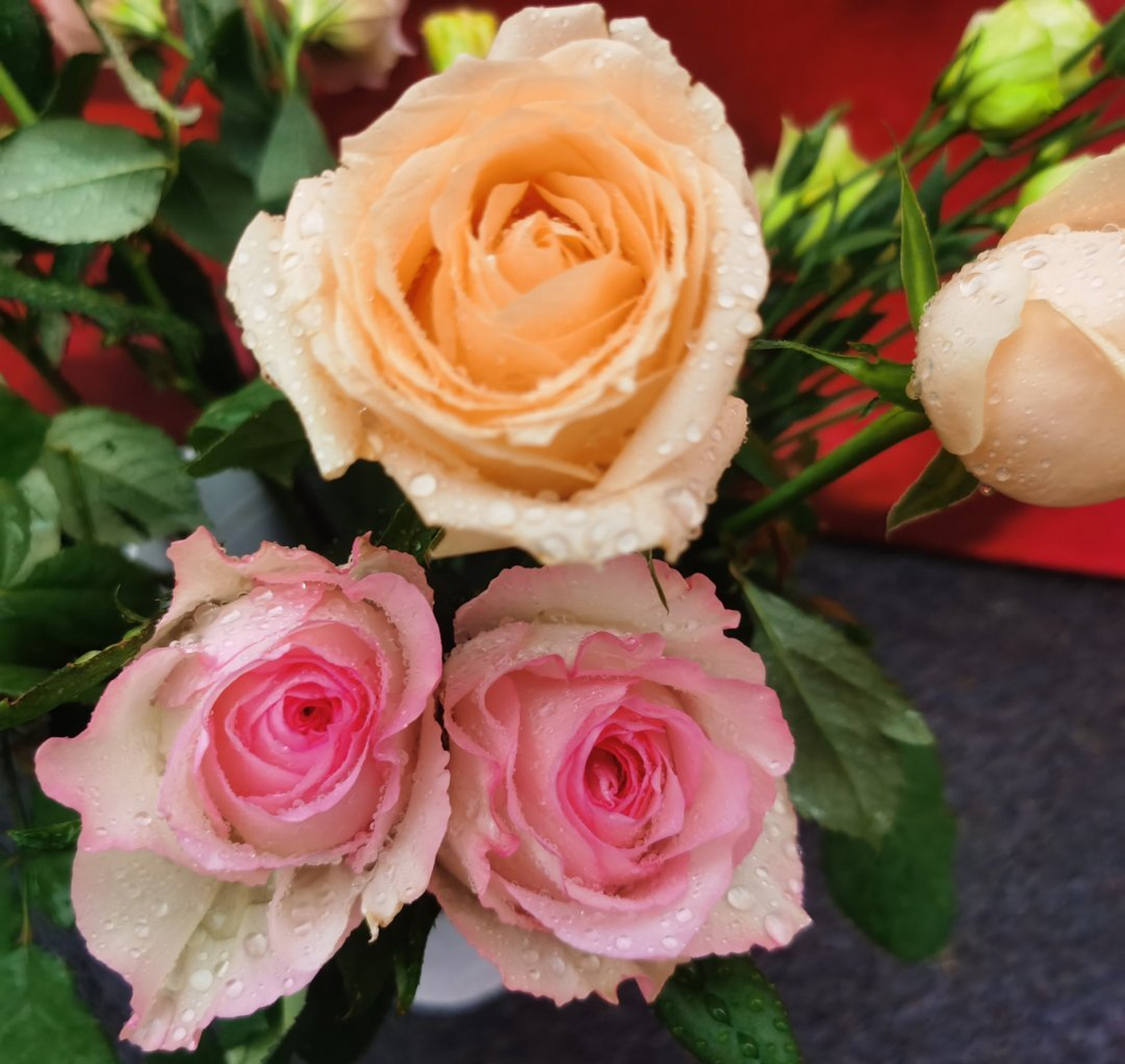 分享花花949694969496959595 香槟色的月季花是