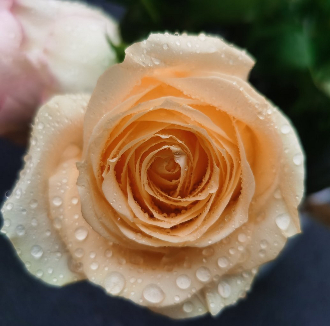 分享花花949694969496959595 香槟色的月季花是