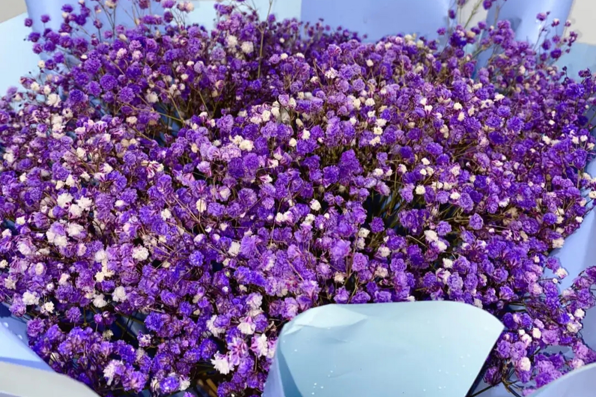 [原文:紫色满天星:花语与寓意的.