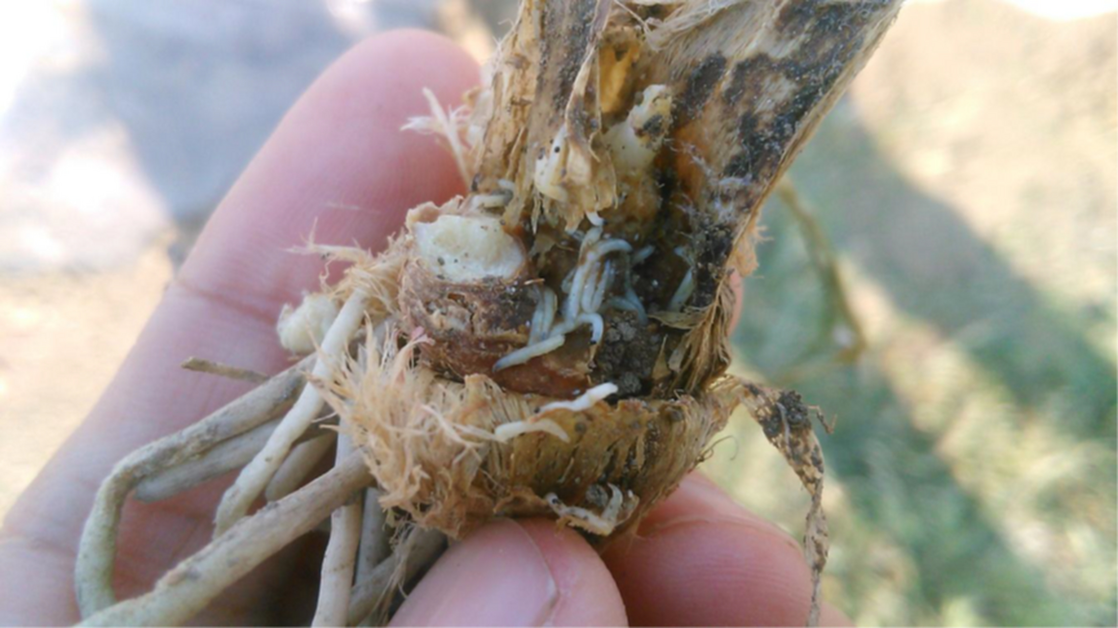 摘要:  韭菜害虫韭蛆可采用"日晒高温覆膜"法进行无药化防治.