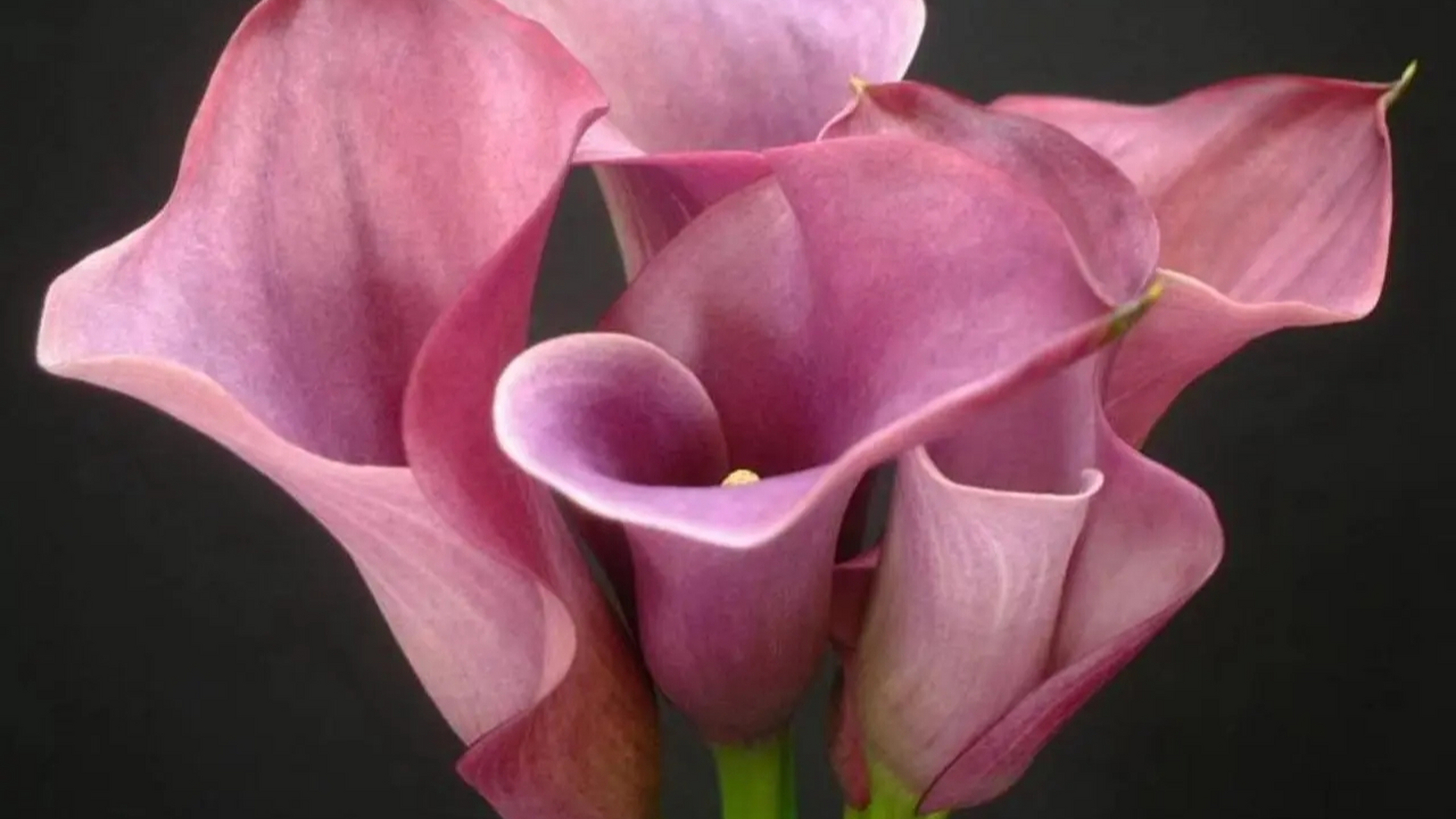 海芋花,又称马蹄莲,以其独特的花形成为花卉中的一道亮丽风景.