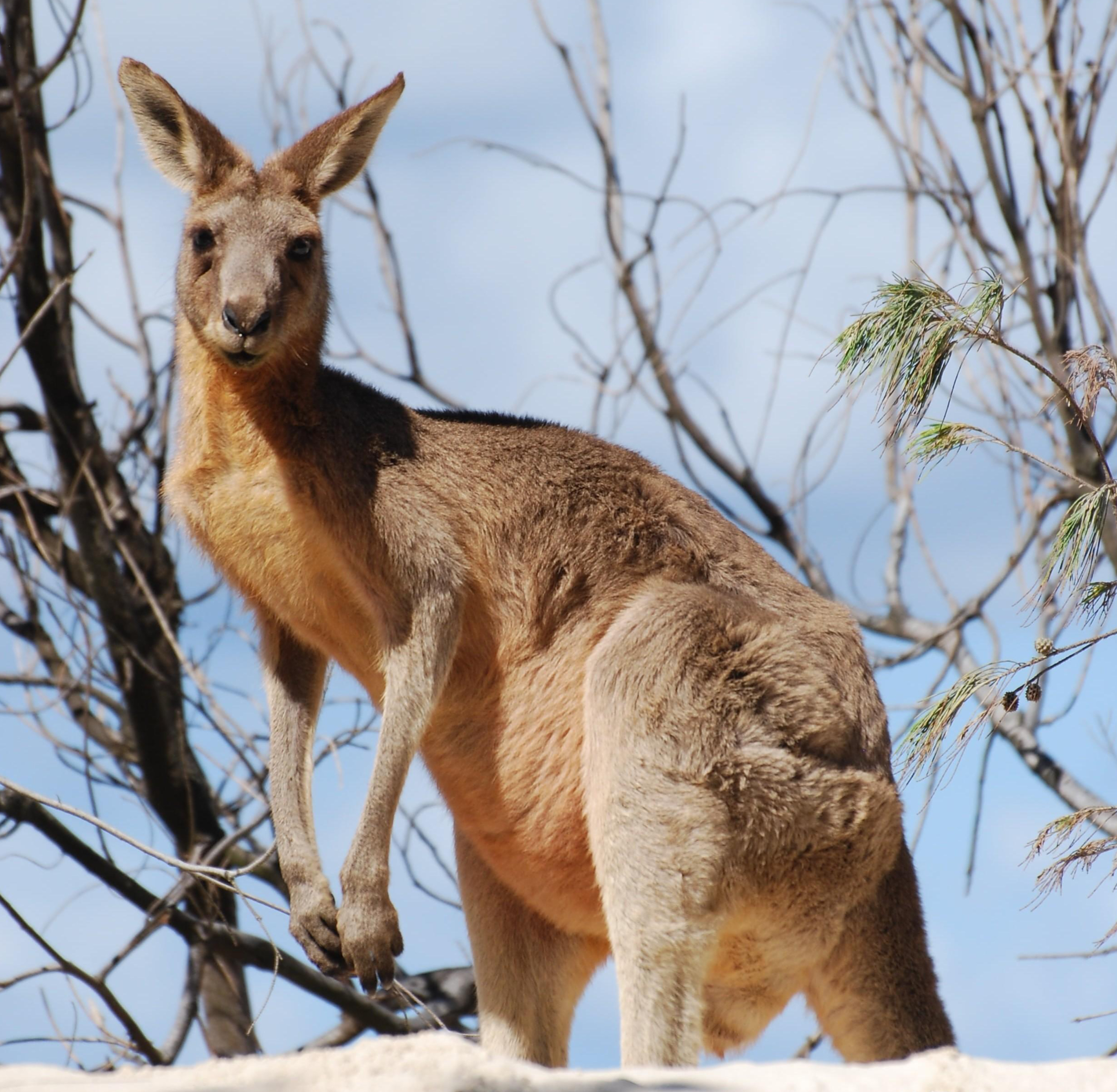 动物界的拳击高手袋鼠,会故意迷惑敌人,它又是如何与人沟通的?