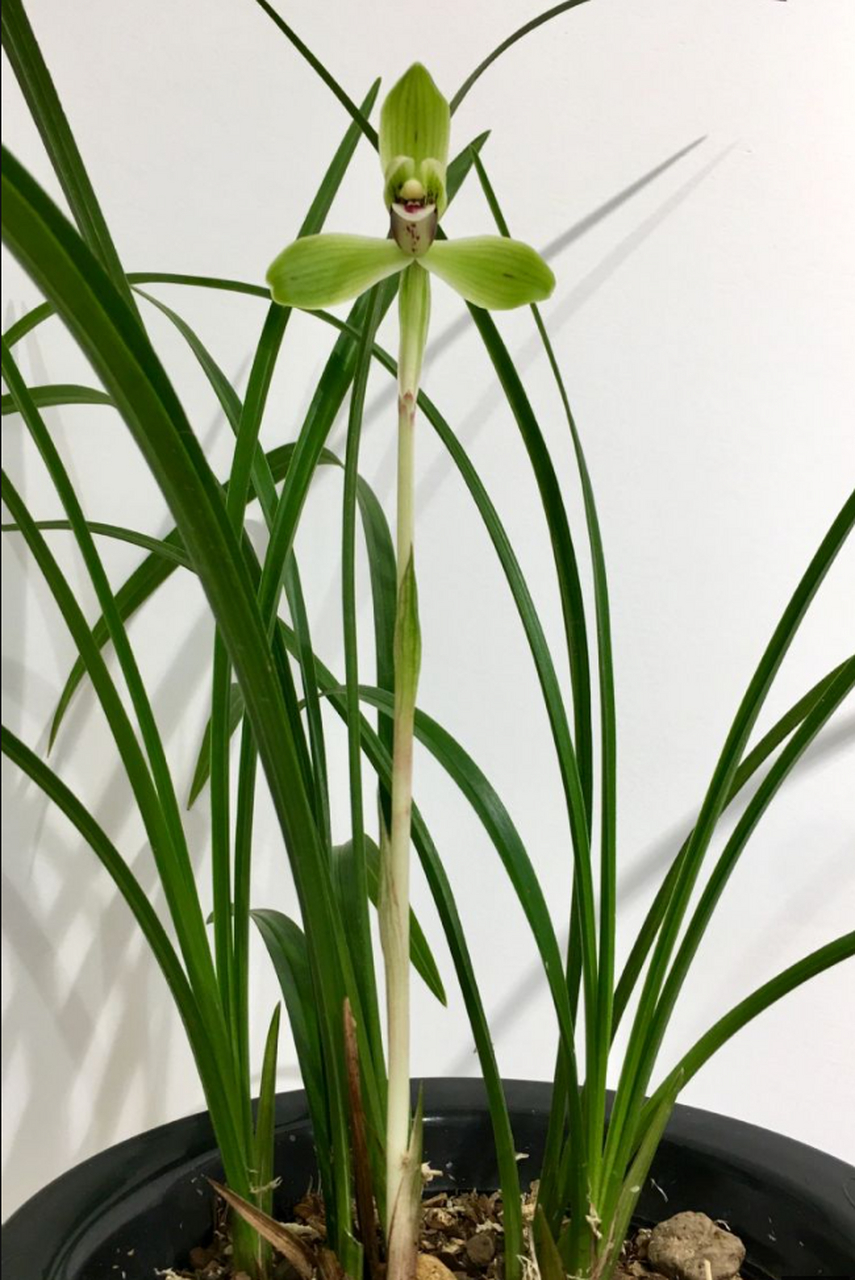 摘要:  翠一品春兰是一种外形美丽的兰花品种,具有独特的形态,花色和