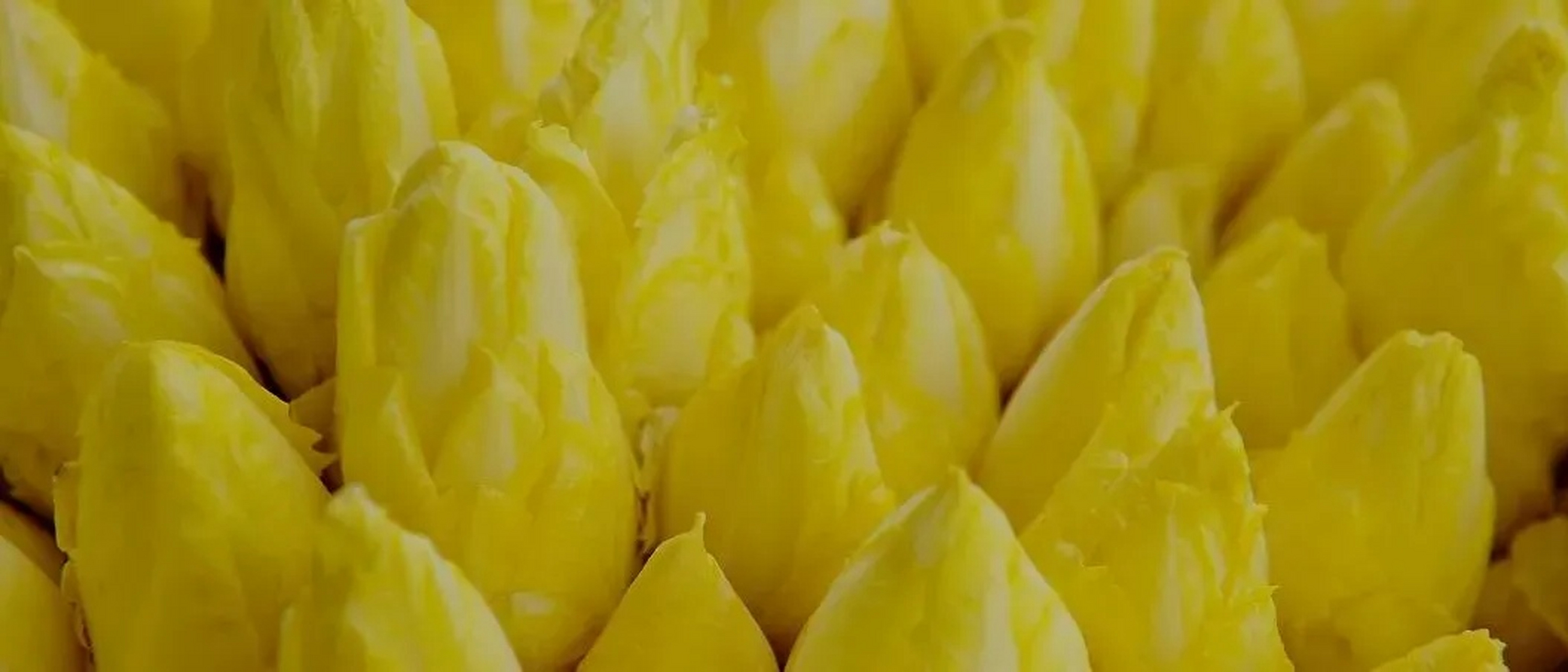 致富经一亩种菜赚40万是真的吗(致富经一亩种菜赚40万是真的吗吗)