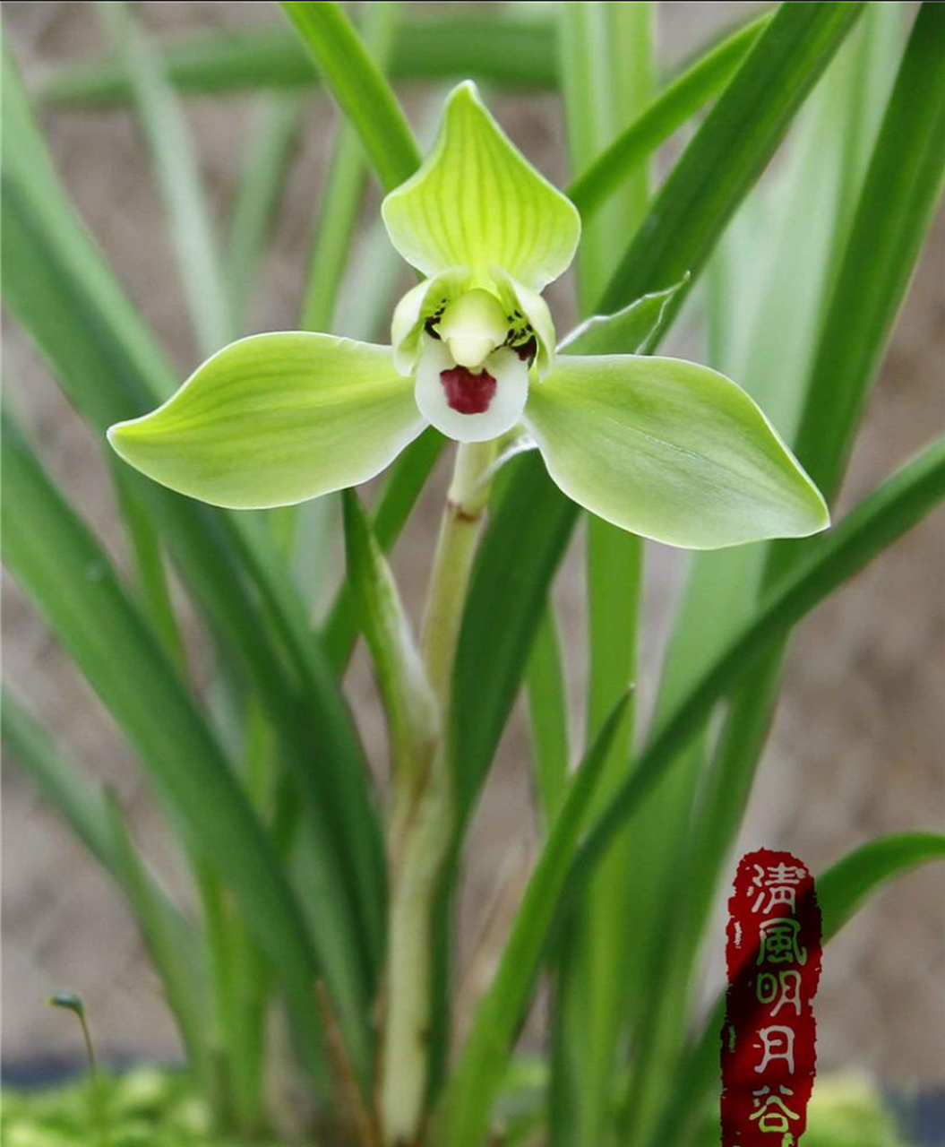 摘要:  翠一品春兰是一种外形美丽的兰花品种,具有独特的形态,花色和