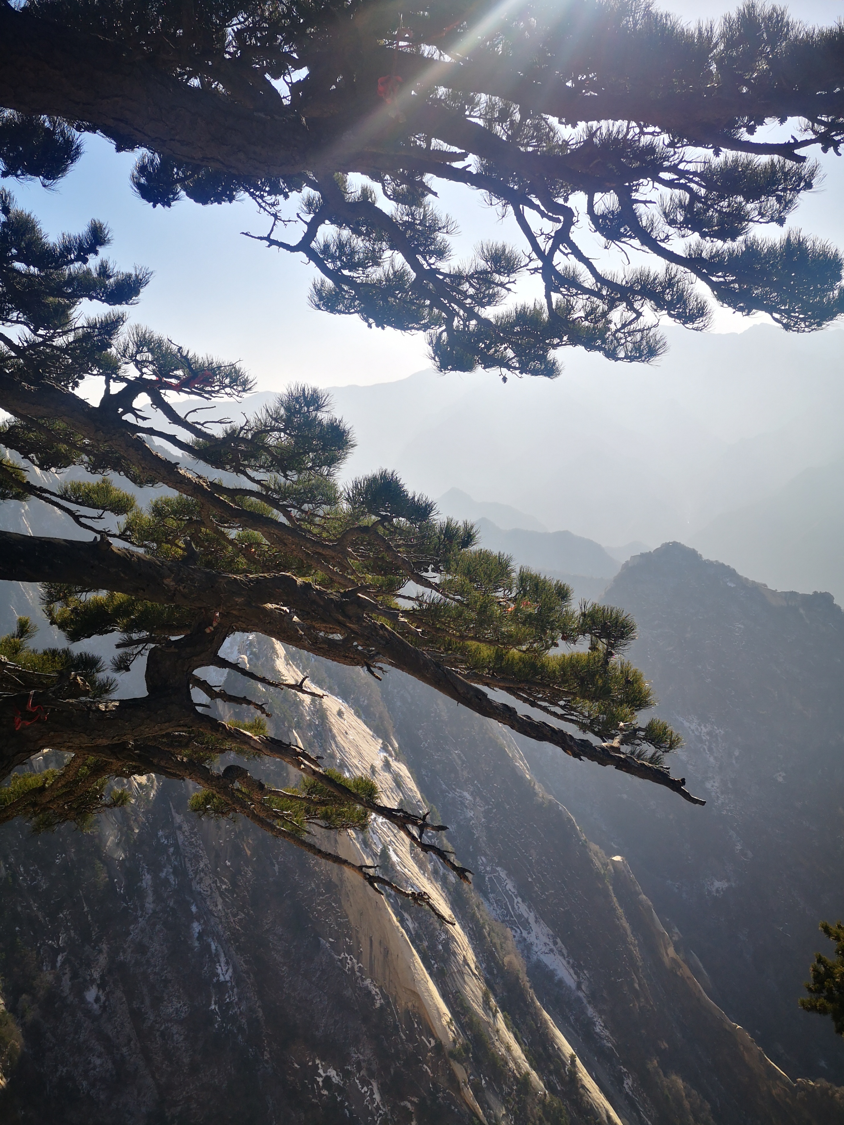 华山上生命的守望者——华山松,"攀缘争日月,历岁耐寒风"