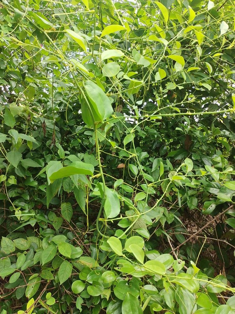 茎上带小刺的植物有哪些