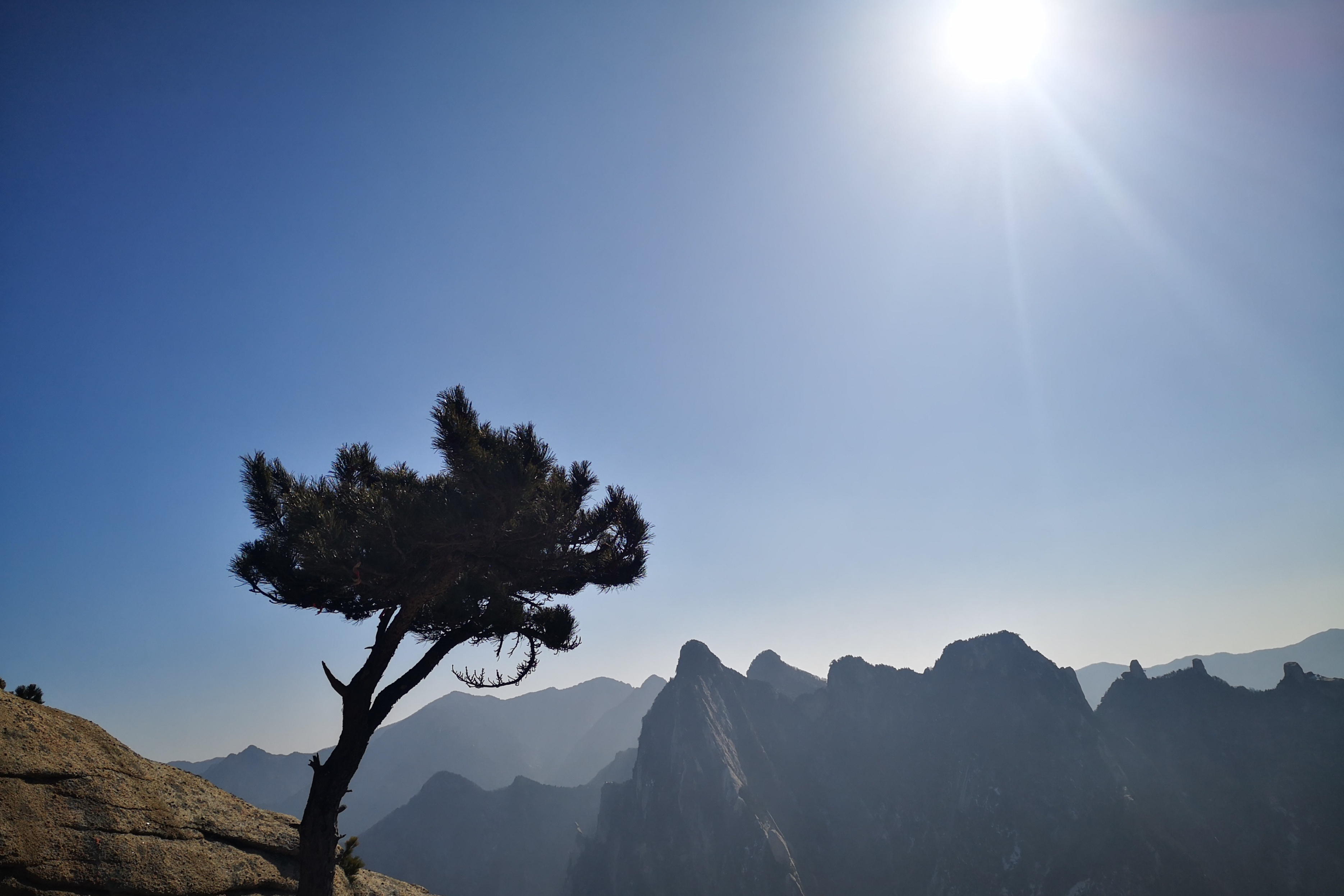 华山松是松科中的著名常绿乔木品种之一,生命力极其顽强,在恶劣环境中