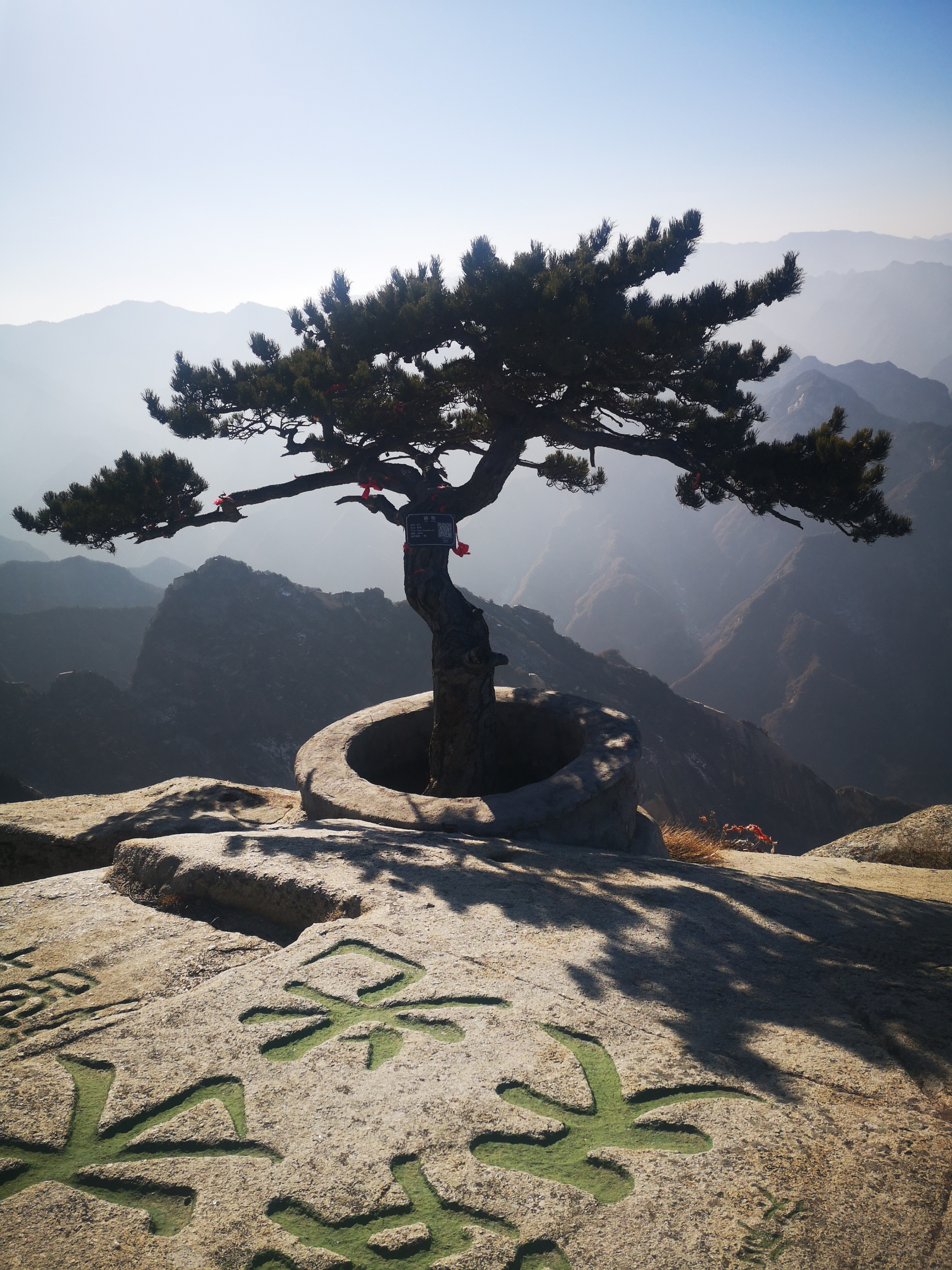 华山上生命的守望者——华山松,"攀缘争日月,历岁耐寒风"