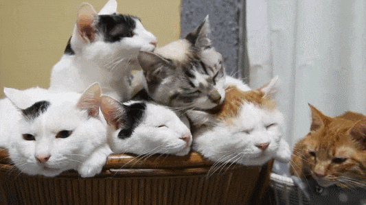 533_299gif 动态图 动图