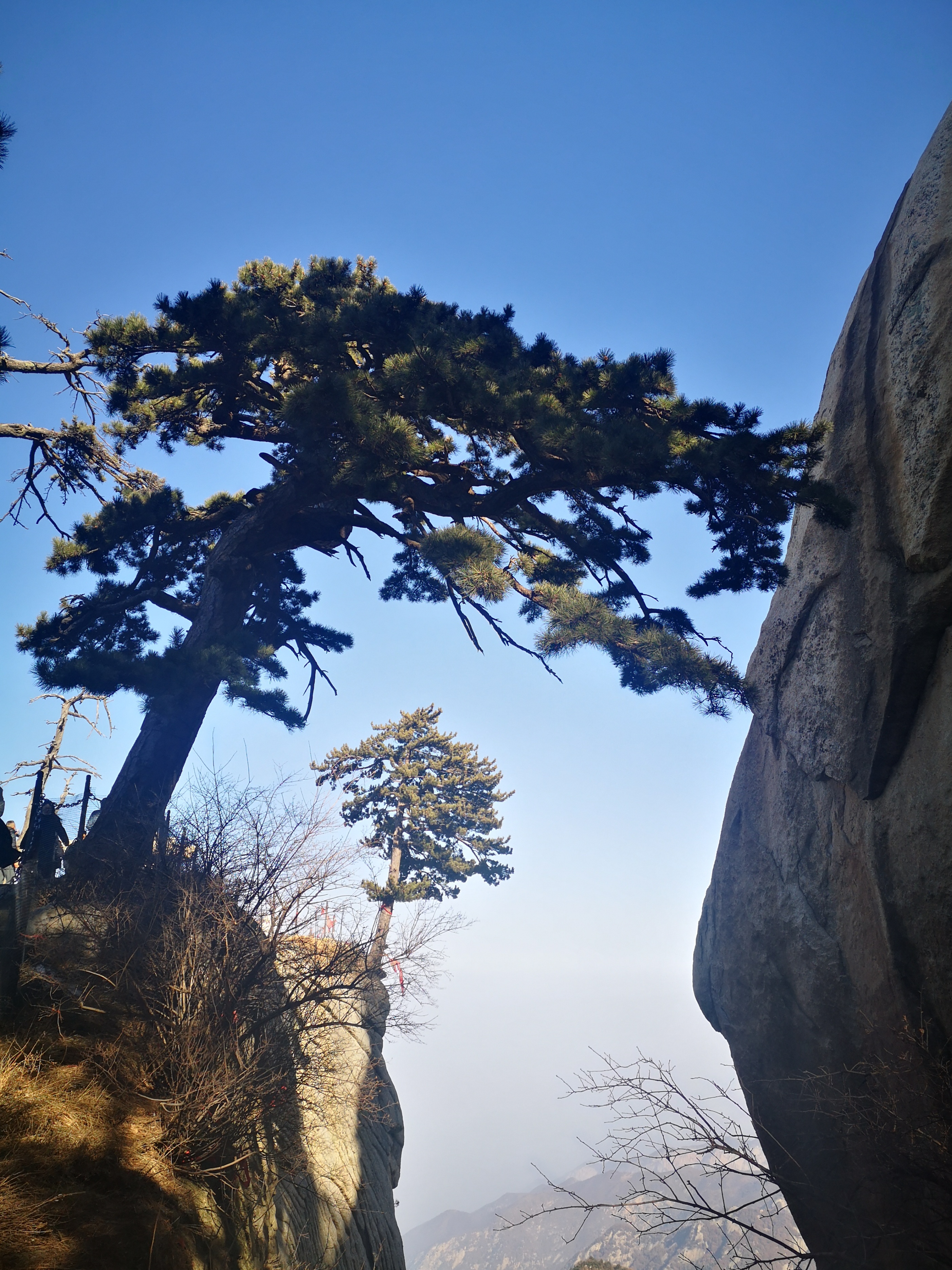 华山上生命的守望者——华山松,"攀缘争日月,历岁耐寒风"