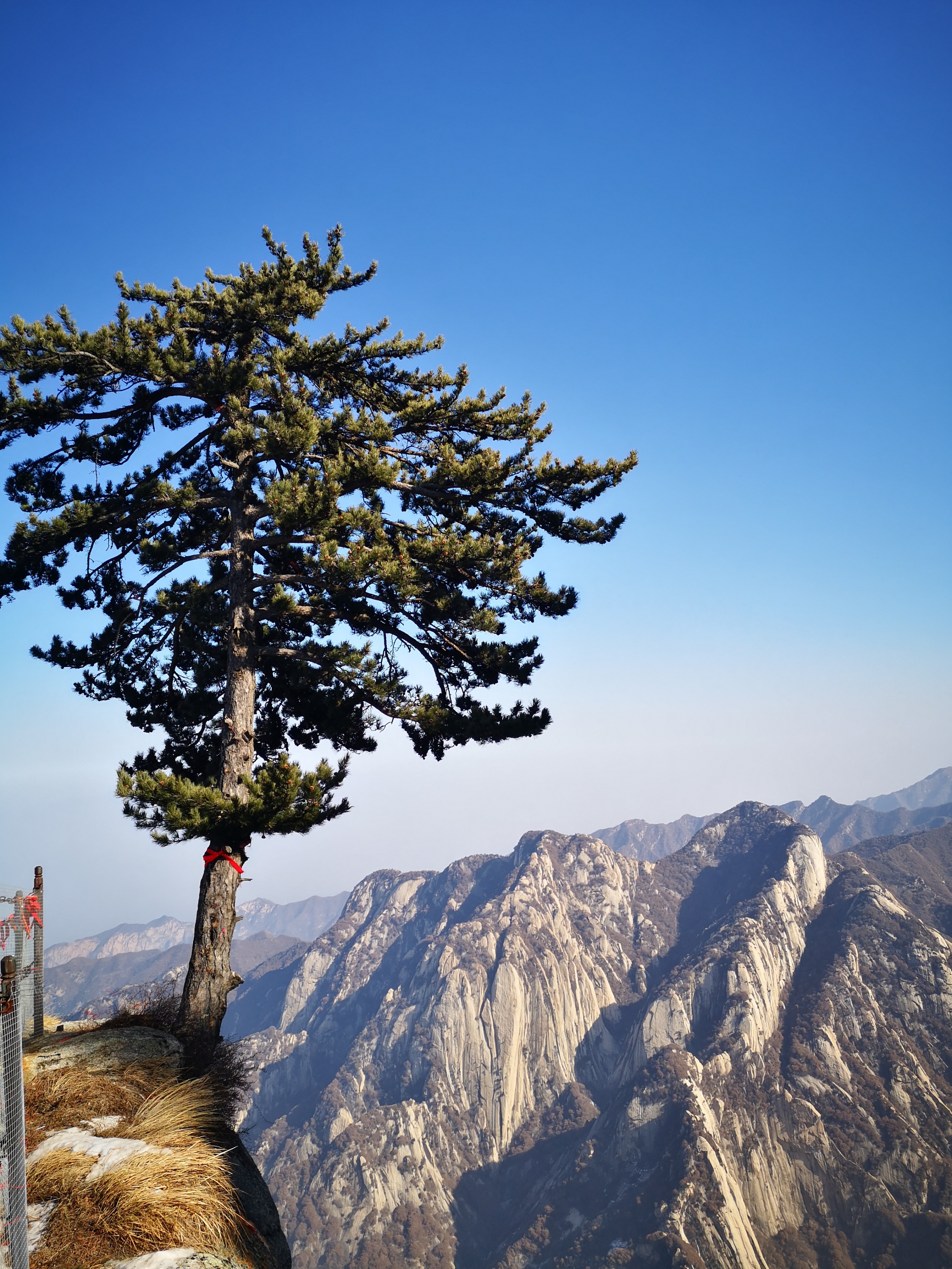 华山上生命的守望者——华山松,"攀缘争日月,历岁耐寒风"
